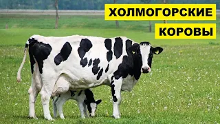 Разведение холмогорских коров как бизнес идея | Холмогорская корова