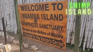 Chimpanzee Island in Uganda!