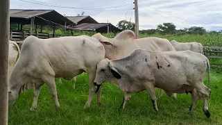 Que maravilha de gado!