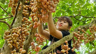 Harvest Fruit Pearls In The Deep Forest Go To The Market Sell - Farm Life - Care Cat | Ly Thi Ly