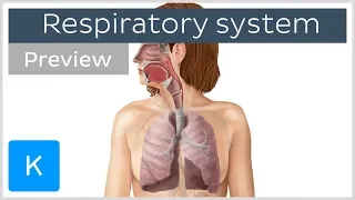 Organs of the respiratory system (preview) - Human Anatomy | Kenhub