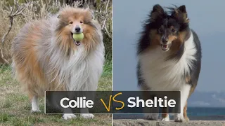 Shetland Sheepdog Sheltie vs Collie – Similarities and Differences