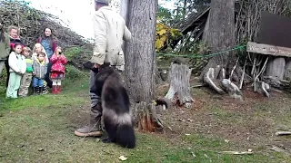 Krochel's Wildlife Park - Haines, Alaska - Unedited Wolverine Attacks Tour Guide