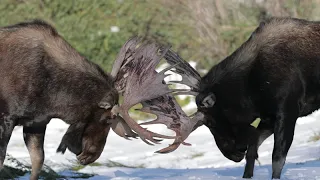 Wildlife Photography-Big Bull Moose Rut/Sparring 2020-Jackson Hole/Grand Teton Park/Yellowstone Park