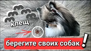 Осторожно клещи!