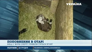 Перше потомство з'явилося у врятованих овець із Чорноморська