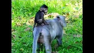 Baby Timo happy to ride on mommy's back|Sweet mom Tima give ride it's baby