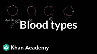 Blood types | Human anatomy and physiology | Health & Medicine | Khan Academy