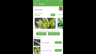 PlantSnap identifies an Indian poke (Veratrum viride)