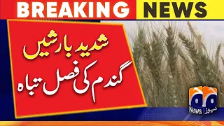 Heavy rains destroyed the wheat crop - Geo News