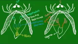 Reprodução dos insetos - Zoologia - Biologia