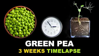 Growing Pea Time Lapse (3 weeks)