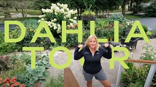 Front garden tour with all the DAHLIAS 🌿