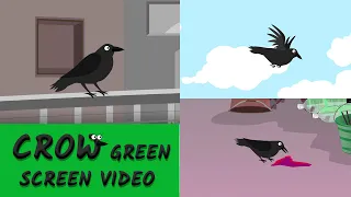 no copyright crow Green screen | crow green screen video | crow | CROW TALKING | CROW FLYING