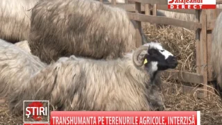 TRANSHUMANTA PE TERENURILE AGRICOLE, INTERZISA