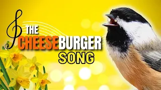 Black-capped Chickadee Cheeseburger / Fee Bee Song Explained | What Does it Mean?