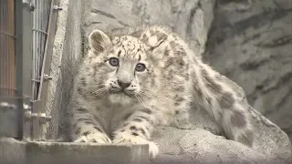 【HTBニュース】ユキヒョウの赤ちゃん　旭山動物園で一般公開