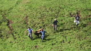 Ganadaria HF - Ah Valentes Rapazes - (Brave Boys On Deworm Working) - Terceira Island - Azores