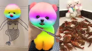 Tik Tok Chó Phốc Sóc Mini 😍 Funny and Cute Pomeranian #240