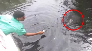 6 Crocodile Encounters You Should Avoid Watching (Part 6)