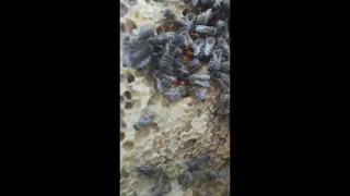 Кліщі вароа на бджолах