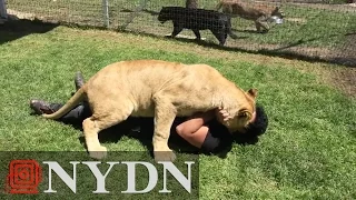 Lioness reunited with 'adoptive dad'