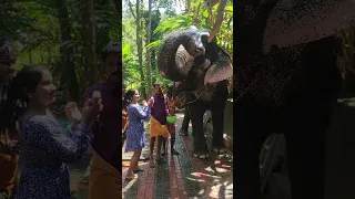 Elephant Safari in Kerala Thekkady,,,#bengolivlog #viral #kerala #thekkady #viral #travelvlog