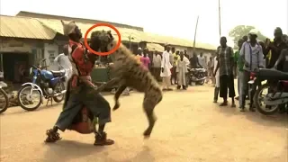 When Hyenas Attack