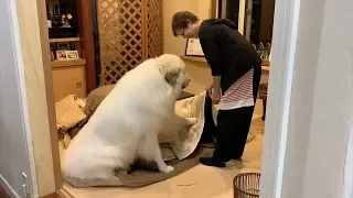 アランこたつを片付けないで欲しい　Great Pyrenees　グレートピレニーズ