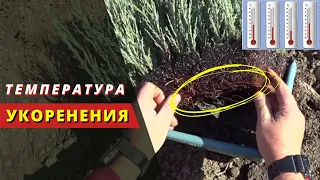 Температура при которой укореняются черенки хвойных декоративных растений.