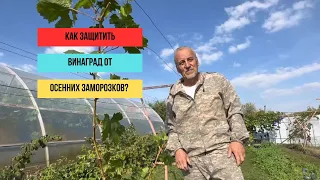 Как защитить виноград от осенних заморозков?