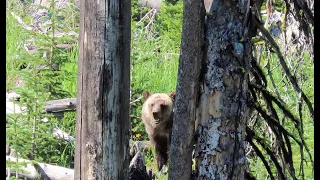 Yellowstone Treadmill Walk #2 - 1 hour - Thunderer