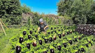 Eggplant Harvesting | You have never eaten such delicious eggplant! | Village Life