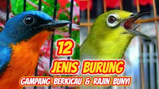 12 Jenis Burung yang Gampang Berkicau (Cocok untuk Pemula)