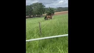 Лошадь рвёт электрическую изгородь.