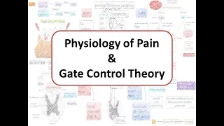 Physiology of Pain and Gate Control Theory