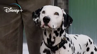 The Puppies come back Home – 101 Dalmatians (HD Movie Clip)