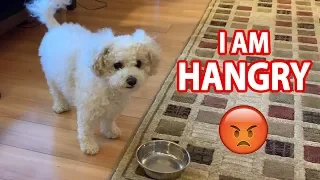hungry dog throws empty bowl at human. I am hangry!