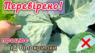 ‼️ДІЄВИЙ простий РОЗЧИН ДЛЯ КАПУСТИ ВІД ШКІДНИКІВ‼️ (від білокрилки)