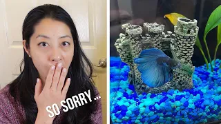 Everything Goes Wrong with Your First Betta Fish