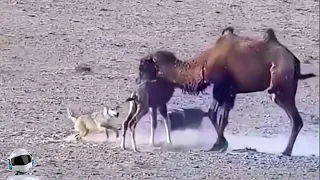 Волки Отбирают Малыша у Верблюда / Битвы Животных Снятые на Камеру