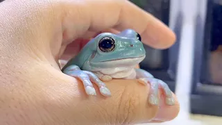 The everyday life of a frog that is used to people was too cute!