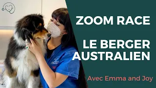 BERGER AUSTRALIEN : "ZOOM SUR UNE RACE" AVEC EMMA AND JOY !