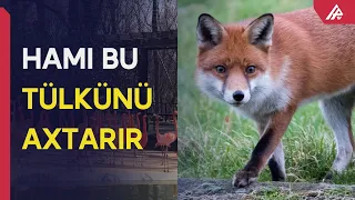 Zooparka girən tülkü görün nə qədər ziyan vurdu