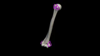 Humerus | General Features | Attachments | Osteology | Side determination | 3D humerus anatomy