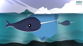 Listen to narwhals click, buzz and whistle