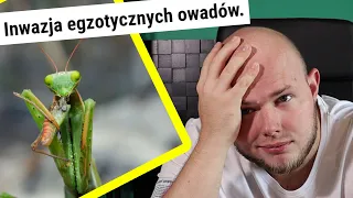 "Inwazja MODLISZEK"? Ekspert dementuje plotki!