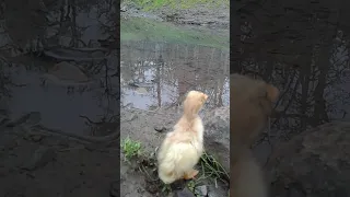 PUDDLES THE DUCK FIRST SWIM