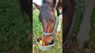 Голодающий Техас #short #vlog #horse #ранчобелыйклевер #ранчо