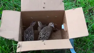 Hen Pheasant Release